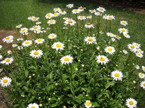 Королиця 'Becky' - 1