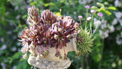 Молодило - вечно живая красота