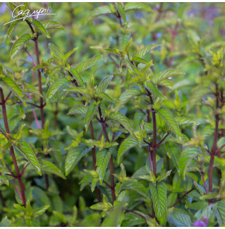 М'ята перцева 'Black Spearmint'