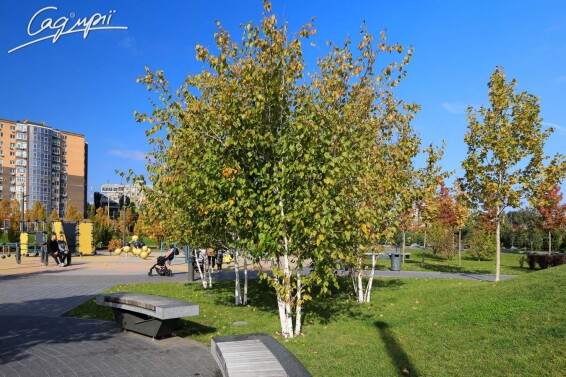 Береза гималайская 'Doorenbos' #9, WRB 12--14 500+ St. 1/2 - 11