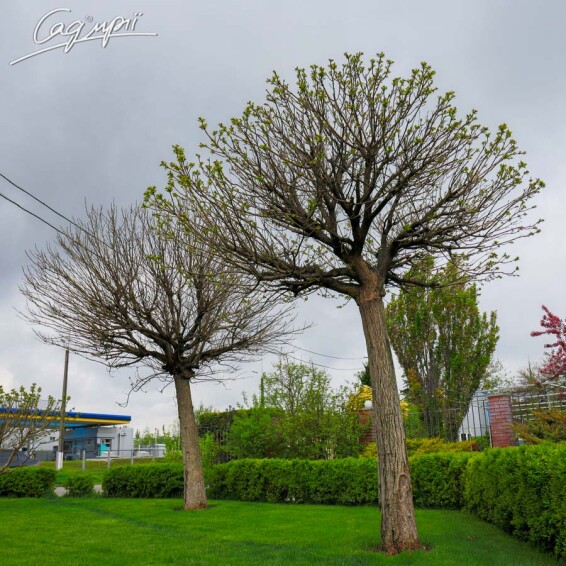 Катальпа бигнониевидная 'Nana' #2, С110 16--18 225-250 St. 200-225 - 9