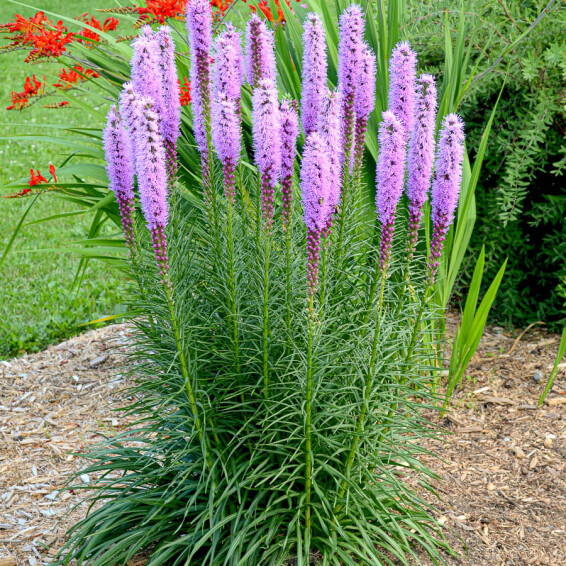 Ліатріс колосковий 'Floristan Violet', Р9 - - 4 Ліатріс колосковий 'Floristan Violet', Р9 - - 4