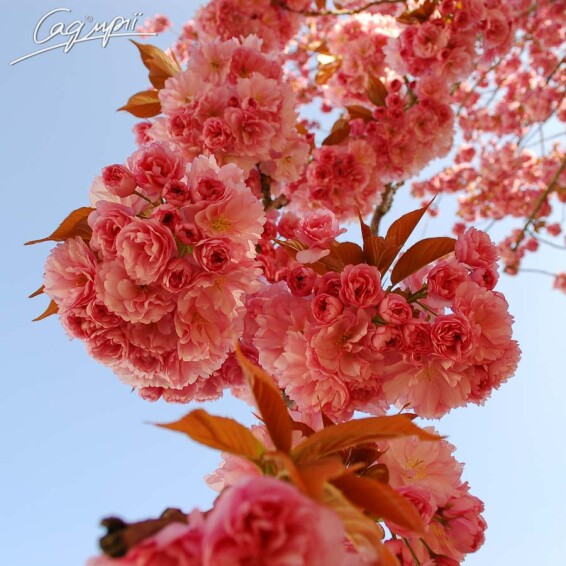 Сакура дрібнозубчаста 'Kiku-shidare' - 1 Сакура дрібнозубчаста 'Kiku-shidare' - 1