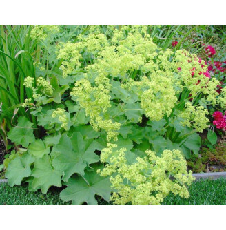 Приворотень м'який 'Robustica'