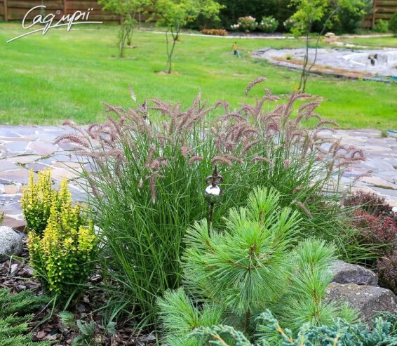 Перистощетинник восточный 'Flamingo' - 4