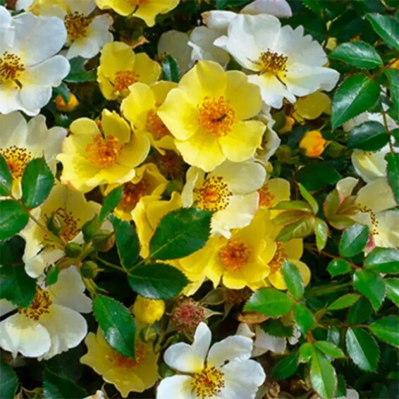 Троянда бордюрна 'Bee Gold'® - 3