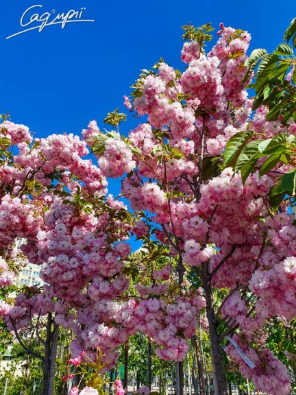 Сакура дрібнозубчаста 'Pink Perfection' - 6