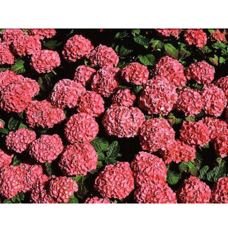 Гортензія крупнолиста 'King George V'