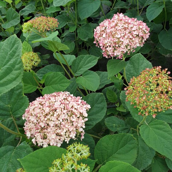 Гортензія деревовидна 'Magical Pinkerbell' #1, C3 - - 1