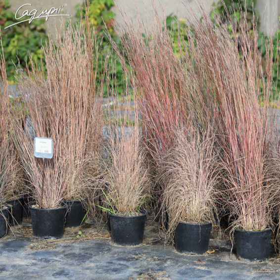 Бородач Жерарда - 5 Бородач Жерарда - 5