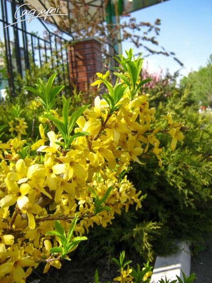 Форзиція середня 'Spectabilis' - 2