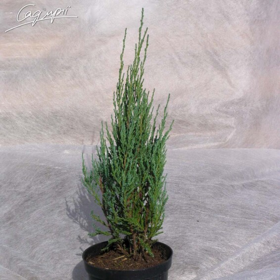 Можжевельник скальный 'Blue Arrow' - 6