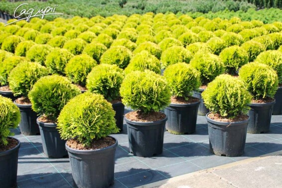 Туя західна 'Mirjam'® #1, C3 - - - - 2