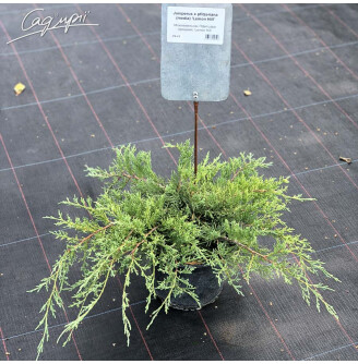 Можжевельник средний 'Lemon Hill'