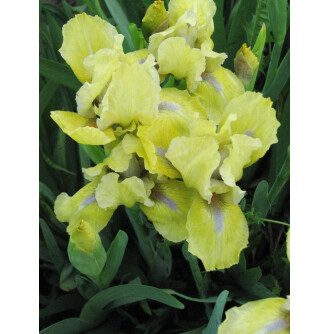 Ирис карликовый 'Seas'