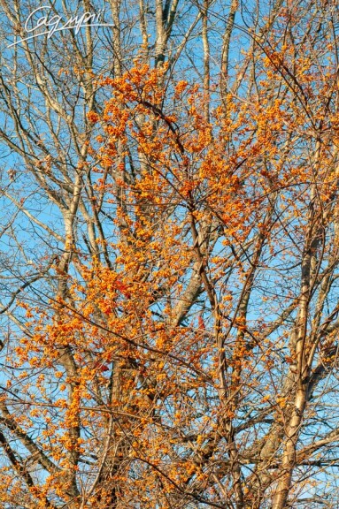 Целаструс круглолистий - 3