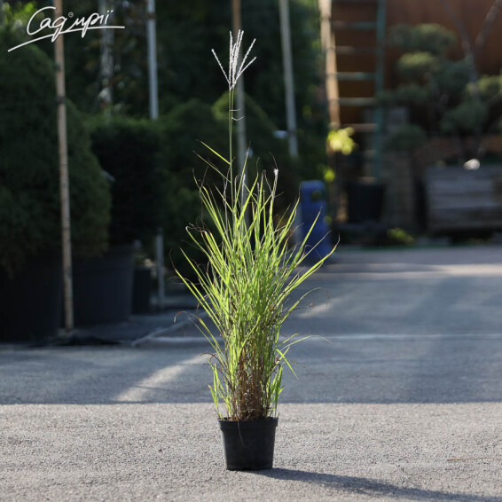 Мискантус китайский 'Late Hybrids' - 3