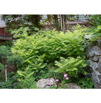 Горобиник горобинолистий 'Sem' ®