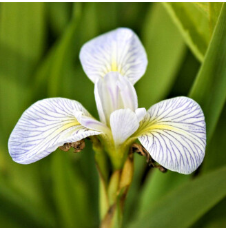 Ирис сибирский 'White Swirl'