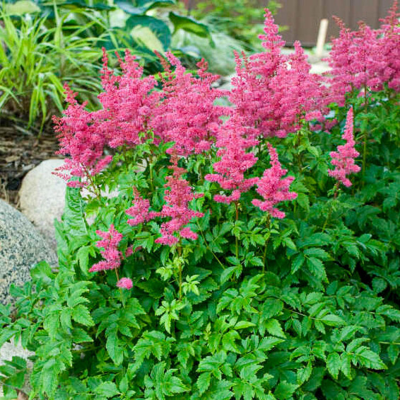 Астильба гибридная ‘Younique Carmine®’ (PBR) - 3
