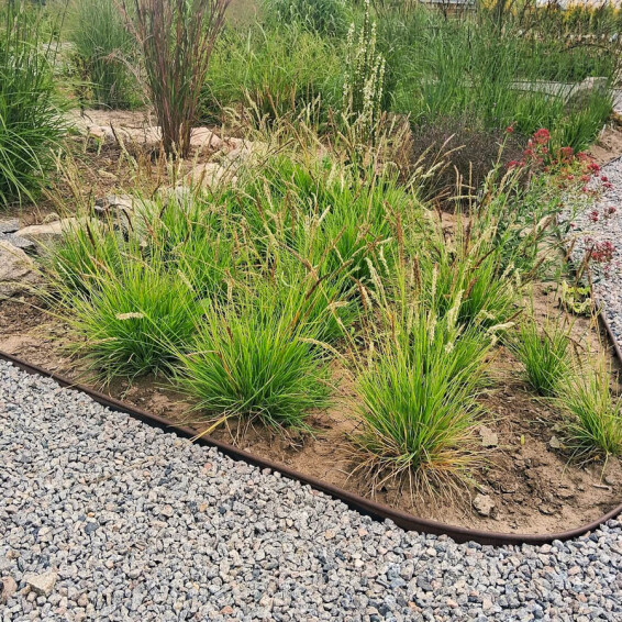 Сеслерия осенняя #1, ГК - - 1 Сеслерия осенняя #1, ГК - - 1