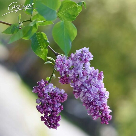 Сирень обыкновенная 'Olimpiada Kolesnikowa' - 5 Сирень обыкновенная 'Olimpiada Kolesnikowa' - 5