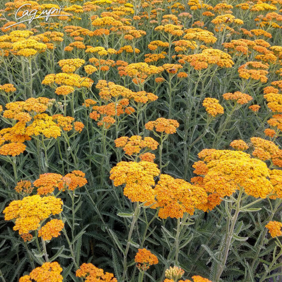 Деревій звичайний 'Terracotta' - 6