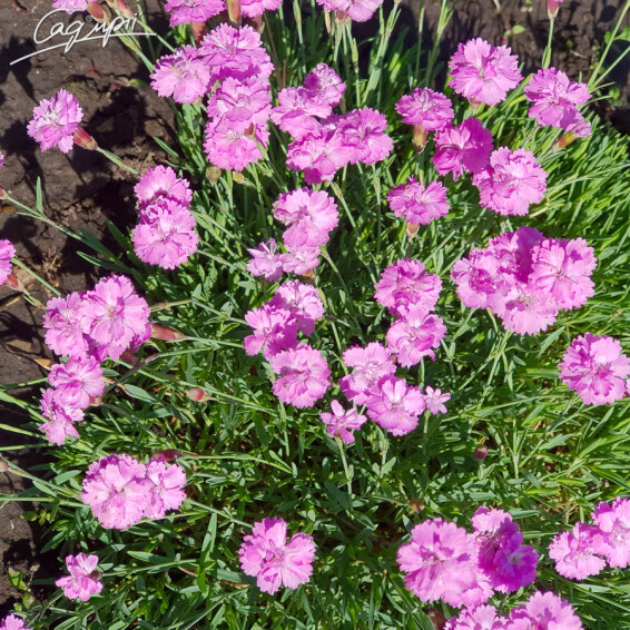 Гвоздика сірувато-блакитна 'Pink Jewel' #1, p9 - - 4