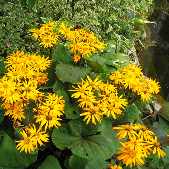 Бузульник зубчатый 'Othello' - 3