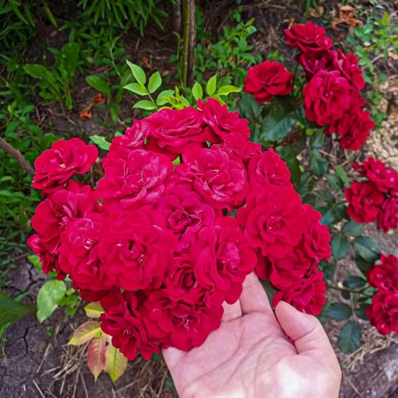 Роза бордюрная 'Cordula' - 5 Роза бордюрная 'Cordula' - 5