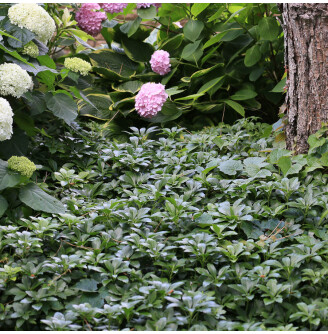 Пахізандра верхівкова 'Green Carpet'