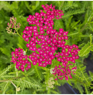 Деревій гібридний 'Cassis'