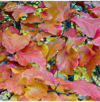 Паротія перська 'Vanessa'