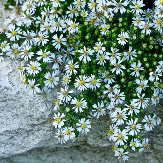 Астра вересковая 'Snow Flurry' - 8