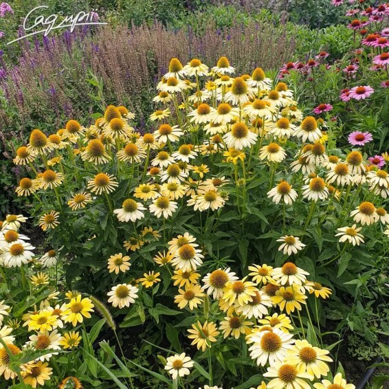 Ехінацея пурпурна 'Mellow Yellow' - 3