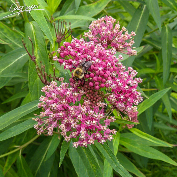 Ваточник м'ясо-червоний 'Cinderella' - 2