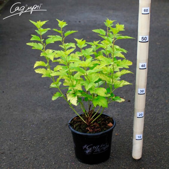 Пузыреплодник калинолистный 'Nugget' - 1