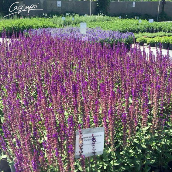 Шалфей дубравный 'Caradonna', p9 - - 8