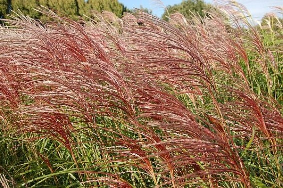 Мискантус китайский 'Roter Pfeil', C3 - - 1