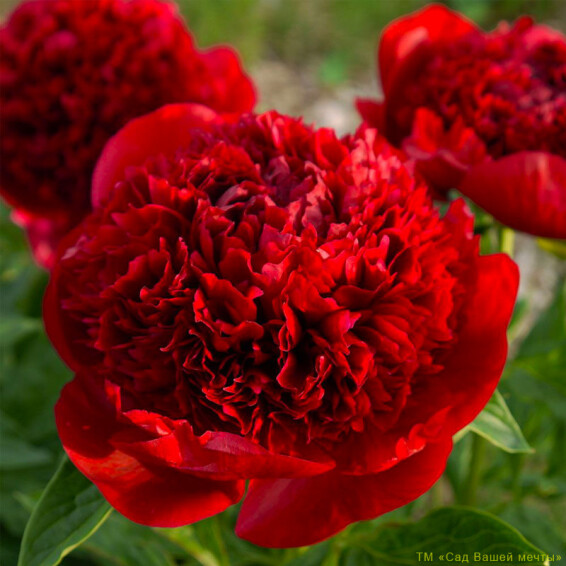 Пион травянистый 'Red Charm' - 1 Пион травянистый 'Red Charm' - 1