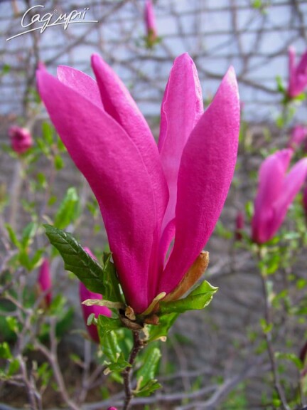 Магнолія гибридна 'Susan' - 3