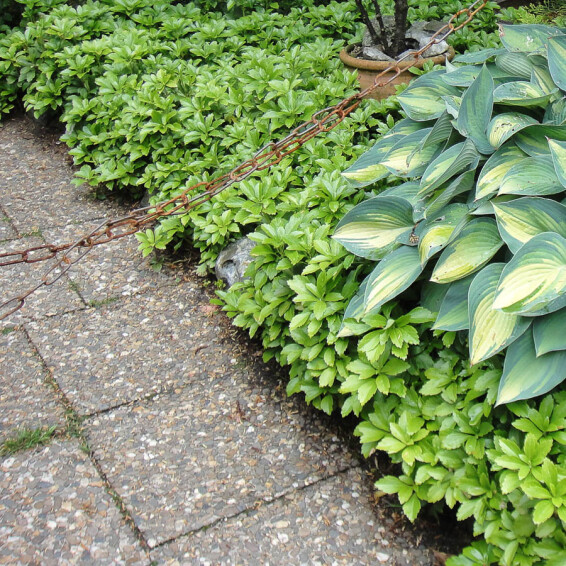 Пахізандра верхівкова - 2 Пахізандра верхівкова - 2