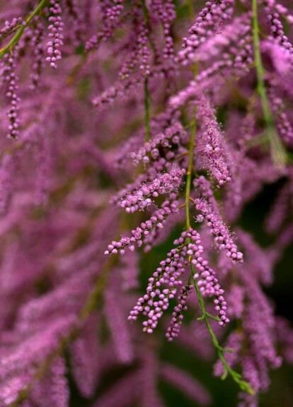 Тамарикс дрібноцвітковий - 8 Тамарикс дрібноцвітковий - 8