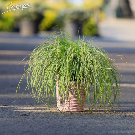 Осока повисла 'Blue Zinger', p9 - - 5 Осока повисла 'Blue Zinger', p9 - - 5