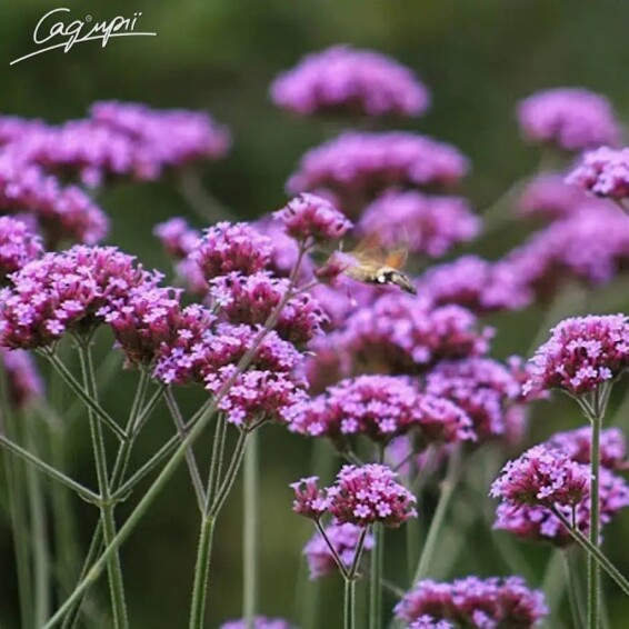 Вербена бонарская - 2 Вербена бонарская - 2