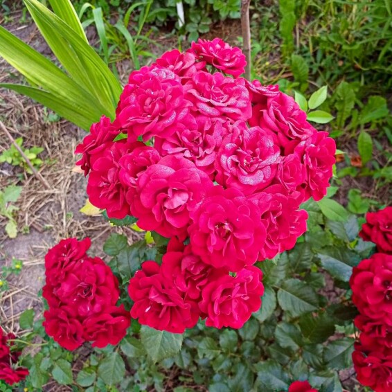 Роза бордюрная 'Cordula' - 6 Роза бордюрная 'Cordula' - 6