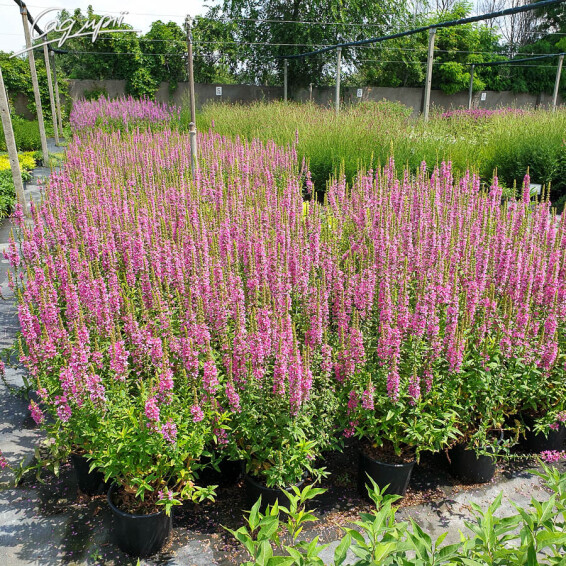 Дербенник прутовидный 'Dropmore Purple' - 5 Дербенник прутовидный 'Dropmore Purple' - 5