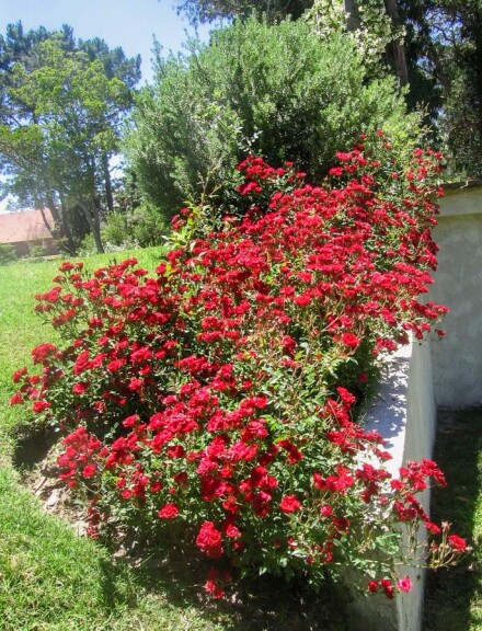 Троянда грунтопокривна 'Red Cascade' - 2