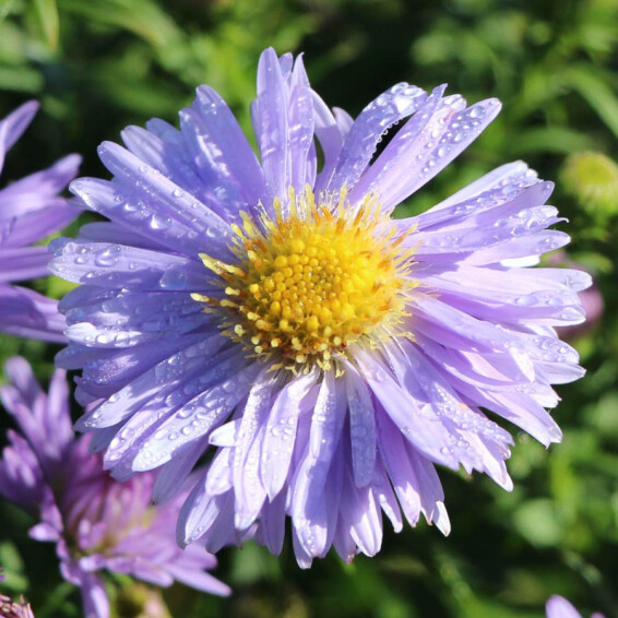Астра кустарниковая 'Zwergenhimmel' - 3