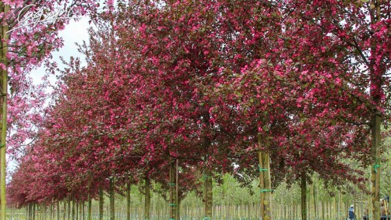 Яблуня торинго 'Scarlett' - 6